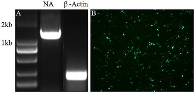 A replication-deficient H9N2 influenza virus carrying H5 hemagglutinin conferred protection against H9N2 and H5N1 influenza viruses in mice